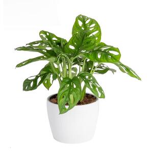 Trending Tropicals Little Swiss Cheese Monstera Indoor Plant in 6 in. White Pot, Avg. Shipping Height 1-2 ft.