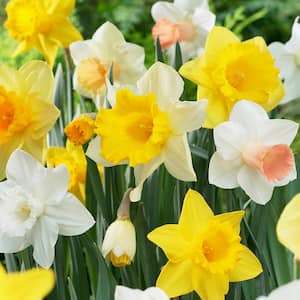 Daffodils Bulbs Naturalizing Dream Mixture (Set of 25)