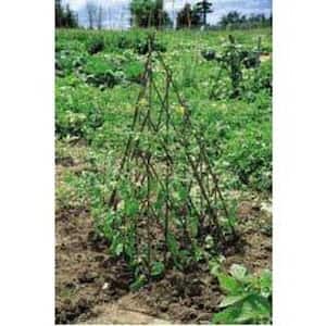 12 in. W x 72 in. H Master Garden Products Willow Expandable Trellis Teepee