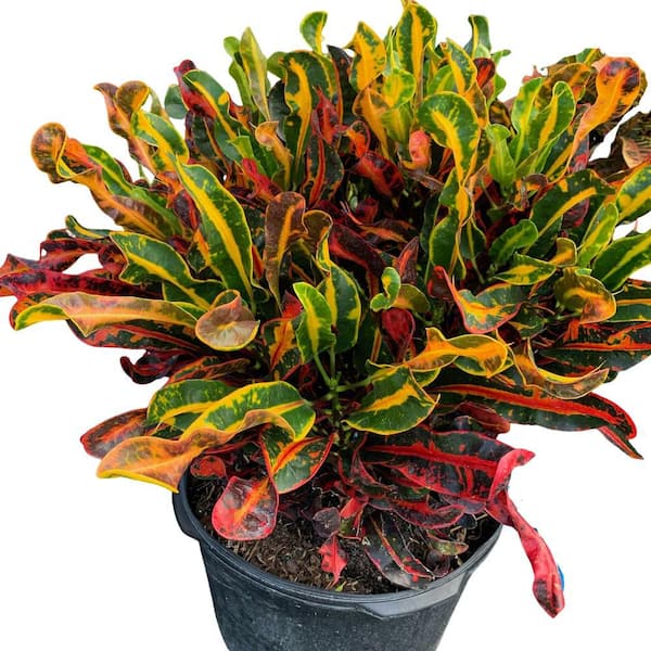 Mammy Croton Plant in a 10 in. Grower Pot