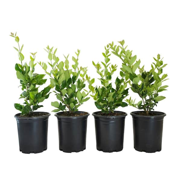 Alder & Oak #1 Container Waxleaf Privet Hedge Shrub (4-Pack)