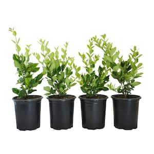 #1 Container Waxleaf Privet Hedge Shrub (4-Pack)