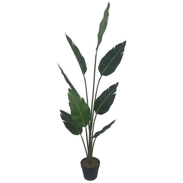 Lcg Sales Inc 5-foot Bird Of Paradise In Pot-20tfp85 - The Home Depot