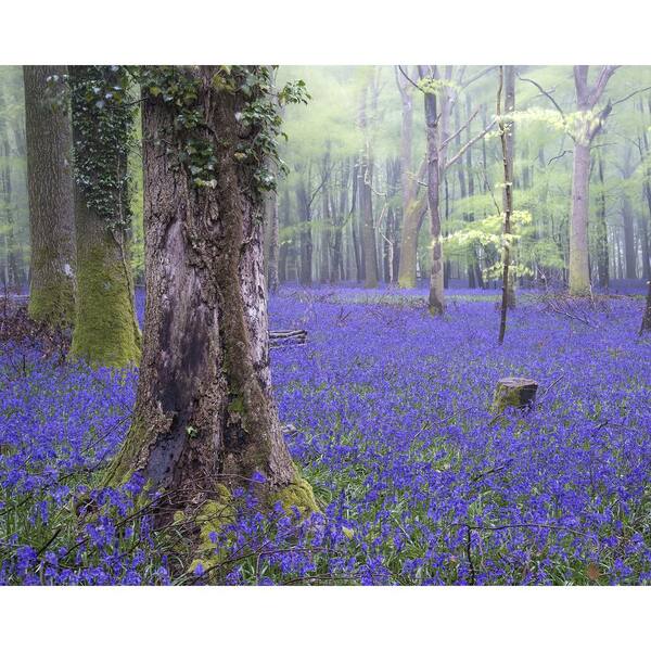 Wall Rogues Bluebell Wood Wall Mural