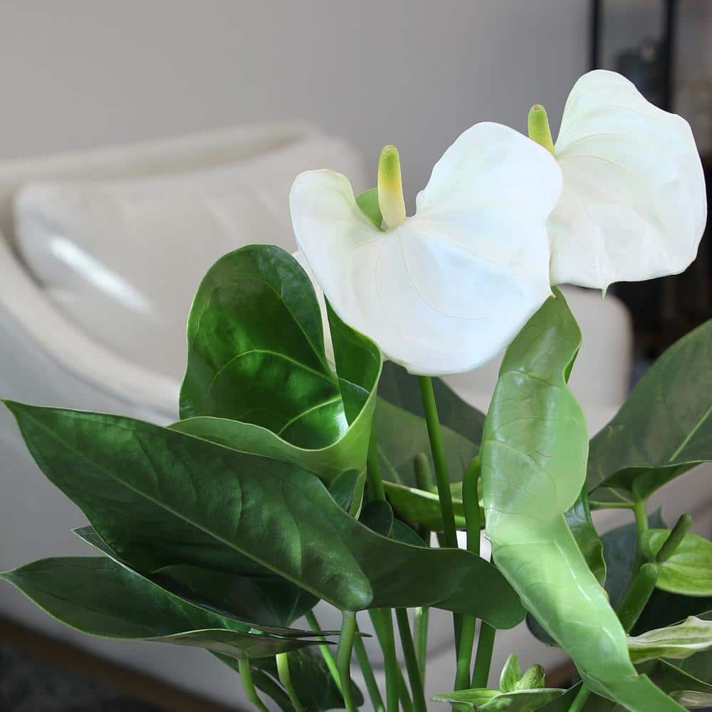 White Flamingo Anthurium in Ribbed Ceramic Planter
