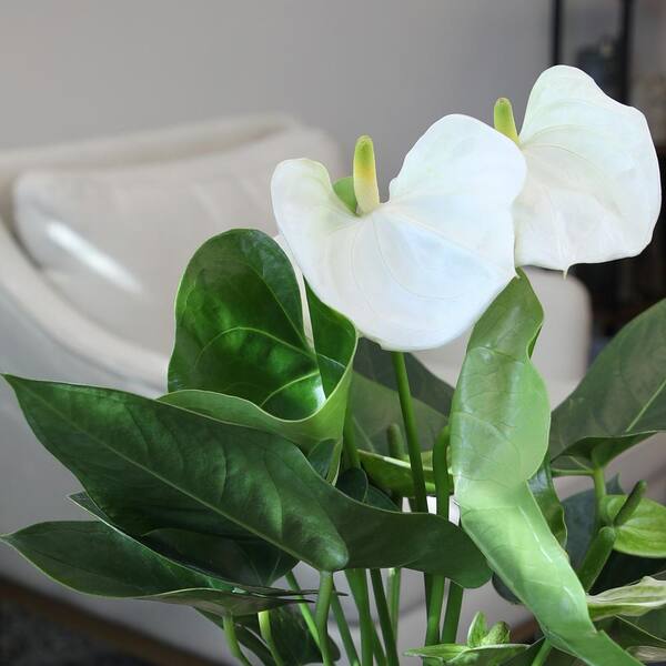 ALTMAN PLANTS White Flamingo Flower Anthurium (Approx. 18-21 in