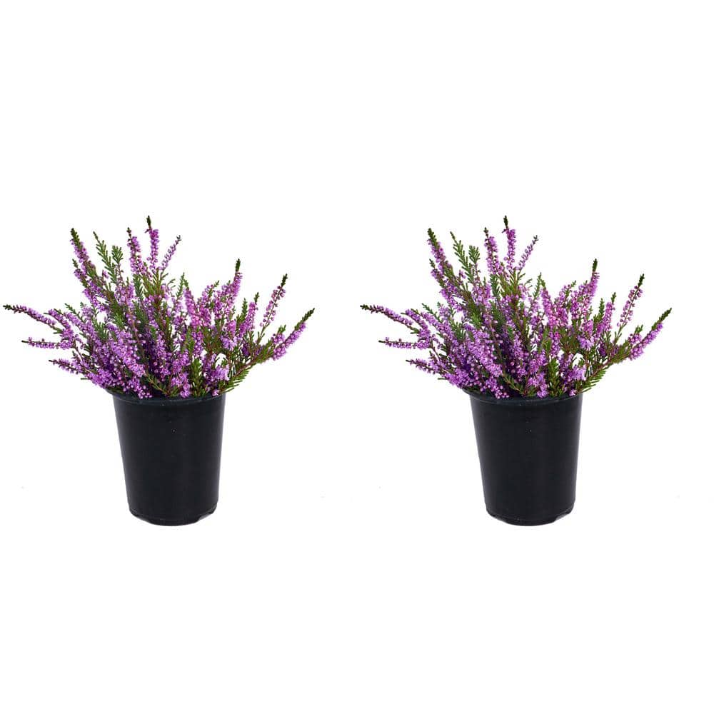 Perennial Heather Calluna Renate Purple 1.0 Qt. - 2-Pack