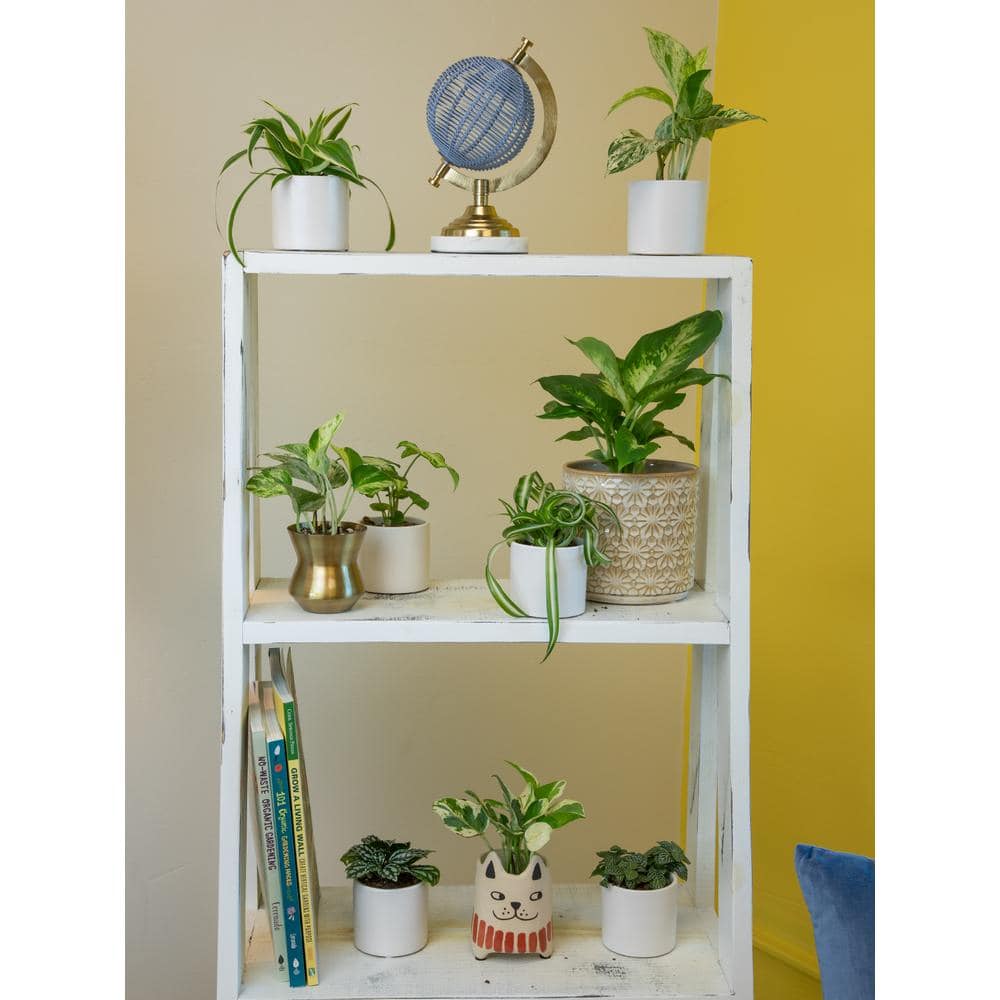 Assorted Easy Care Houseplants in 2" Plastic Pots