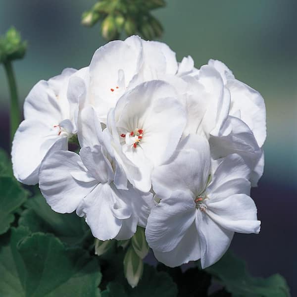 Unbranded #11 1.6 Gal. White Geranium Hanging Plant Basket