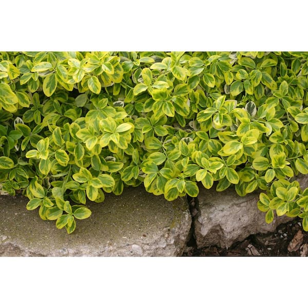 4.5 in. Qt. Gold Splash Wintercreeper (Euonymus) Live Evergreen Shrub, Green and Yellow Foliage