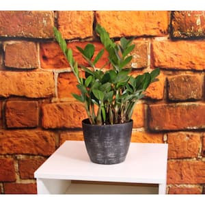 Zamioculcas Zamiifolia ZZ Indoor Plant in 6 in. White Ribbed Plastic Décor Planter, Avg Shipping Height 1-2 ft. (2-Pack)