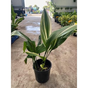 Variegated Cast Iron Plant-Live Plant in a 10 Inch Pot-Aspidistra Elatior-Beautiful Florist Quality Plant