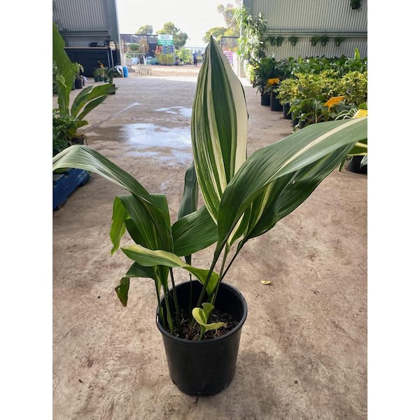 Wekiva Foliage Variegated Cast Iron Plant-Live Plant in a 10 Inch 