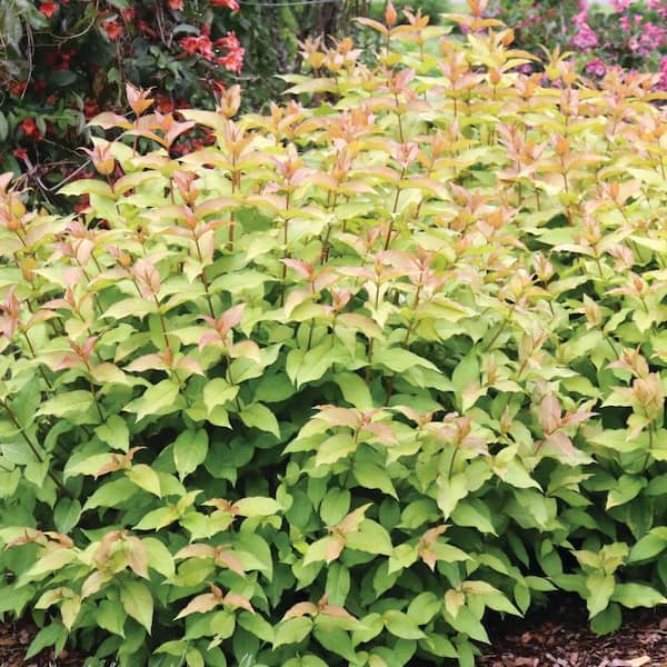 Proven Winners 4.5 in. qt. Kodiak Spiced (Diervilla Hybrid) Live Flowering Shrub with Yellow Flowers and Orange Foliage