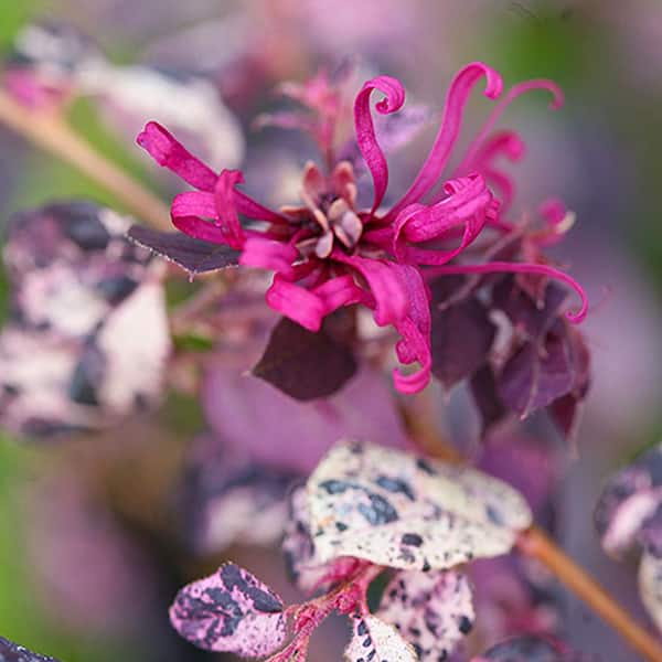 2 Gal. Jazz Hands Loropetalum Shrub with Pink Flowers