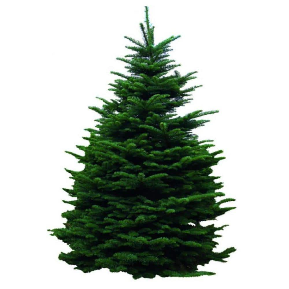 67 ft. Freshly Cut Live Abies Noble Fir Christmas Tree 1003929297