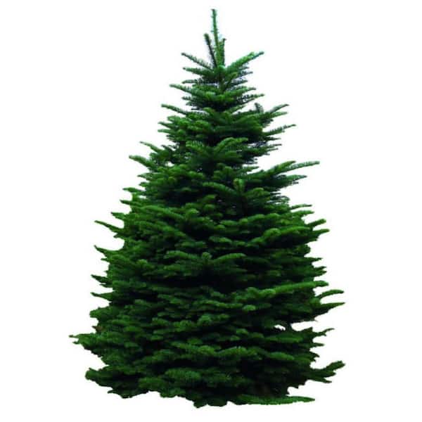 HAPPY HOLIDAY CHRISTMAS 5- 7 ft. Freshly Cut Live Doug Fir Christmas Tree