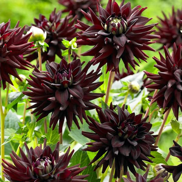 VAN ZYVERDEN Dahlias Tamburo Bulbs (5-Set)