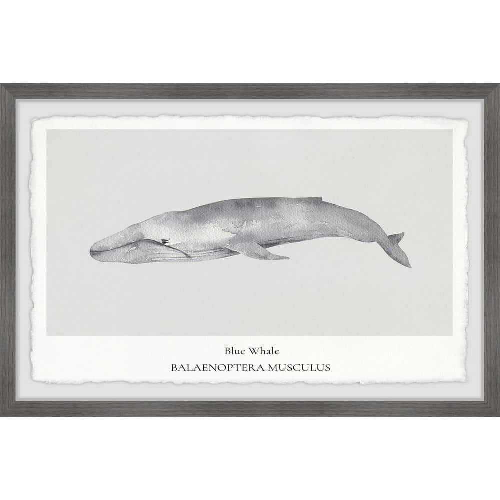 Balaenoptera Musculus by Marmont Hill Framed Animal Art Print 8 in. x 12 in