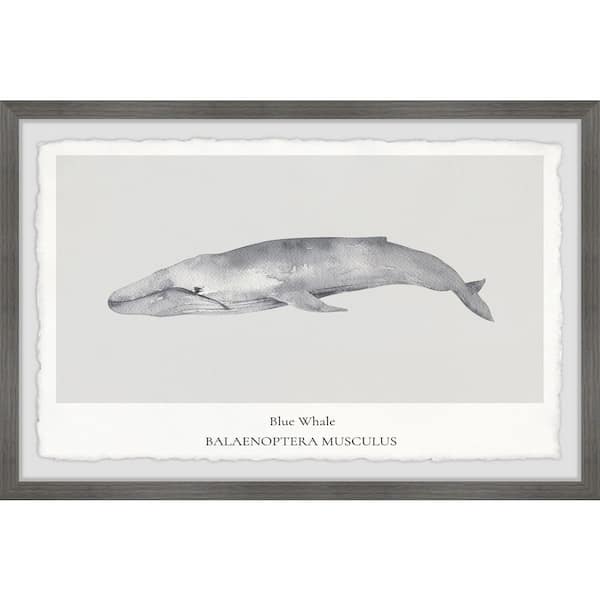 Unbranded "Balaenoptera Musculus" by Marmont Hill Framed Animal Art Print 8 in. x 12 in.