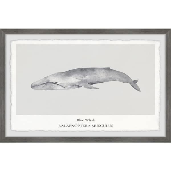Unbranded "Balaenoptera Musculus" by Marmont Hill Framed Animal Art Print 20 in. x 30 in.