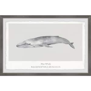 "Balaenoptera Musculus" by Marmont Hill Framed Animal Art Print 24 in. x 36 in.