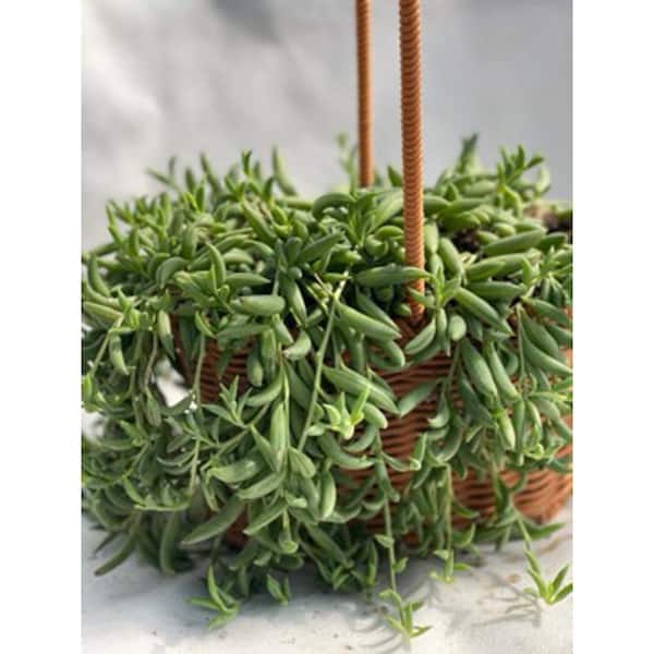 10 foot snake plant Snake Plant 'Silver Queen' main image 0