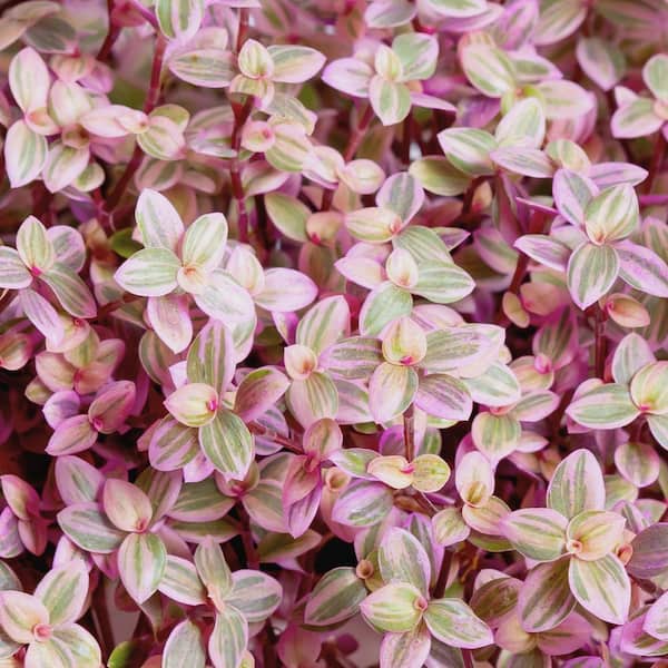 national PLANT NETWORK 4 in. Tradescantia Pink Panther Plant (3-Pack)