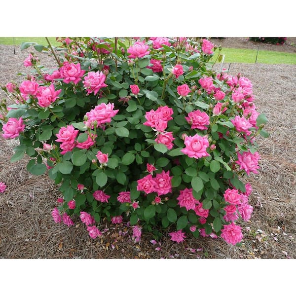 KNOCK OUT 1 Gal. Pink Double Knock Out Rose Bush with Pink