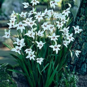 Acidanthera White and Maroon Gladiolus Bulbs (25-Pack)