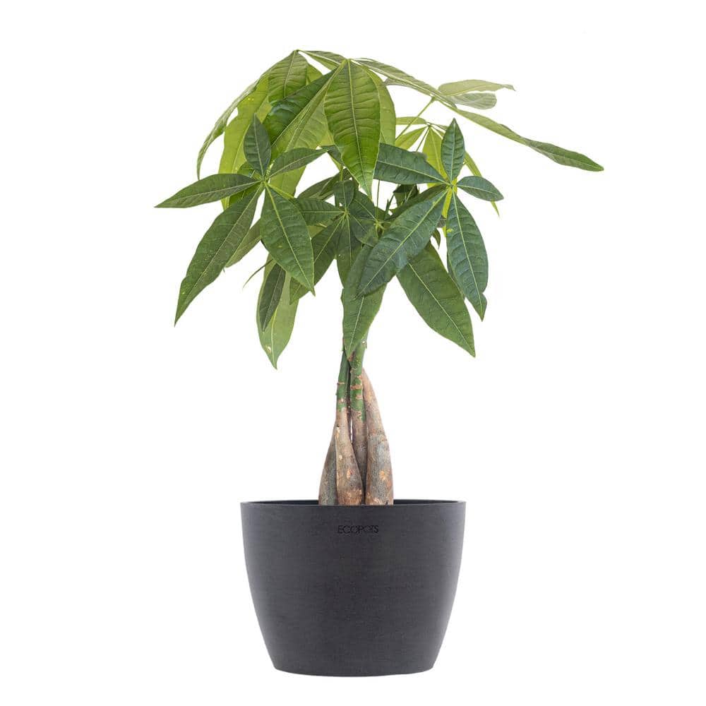 Money Tree Live Pachira Aquatica in 6 inch Premium Ecopots Grey Pot with Removeable Drainage Plug price history on PriceWatchPro