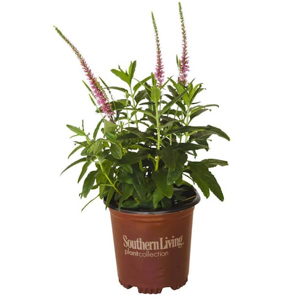 2.5 Qt. Pink Moody Blues Veronica Live Perennial Plant with Soft Pink Flower Spikes from Spring to Fall