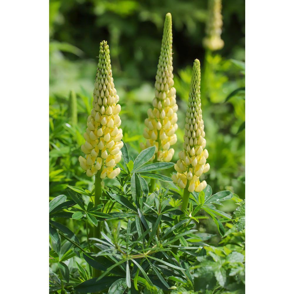 3 Gal. Mini Gallery Yellow Lupinus Live Perennial Plant (1-Pack) price history on PriceWatchPro