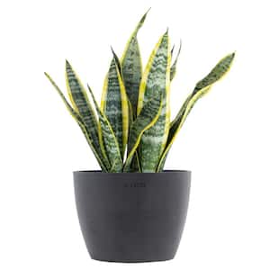 succulents as favors Champagne Gold Metal Bucket Succulent Favors