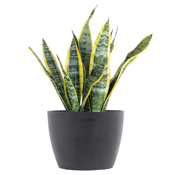 Sansevieria Laurentii Live Snake Plant in 6 inch Premium Ecopots Grey Pot