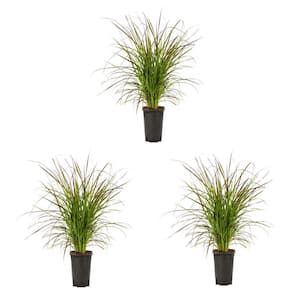 2 qt. Pennisetum Rubrum Grass Purple Perennial Plant (3-Pack)