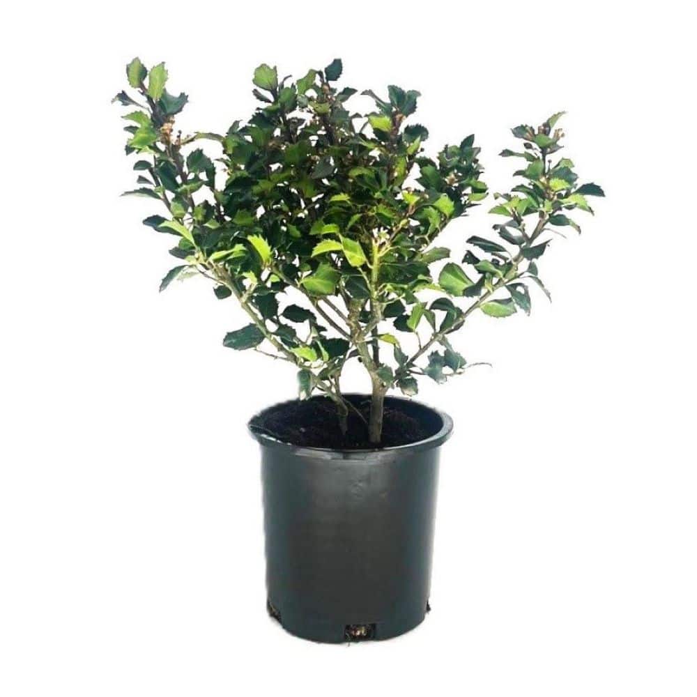 2.5 qt. Blue Prince Holly (Ilex x Meserveae Blue Prince Evergreen Shrub wit