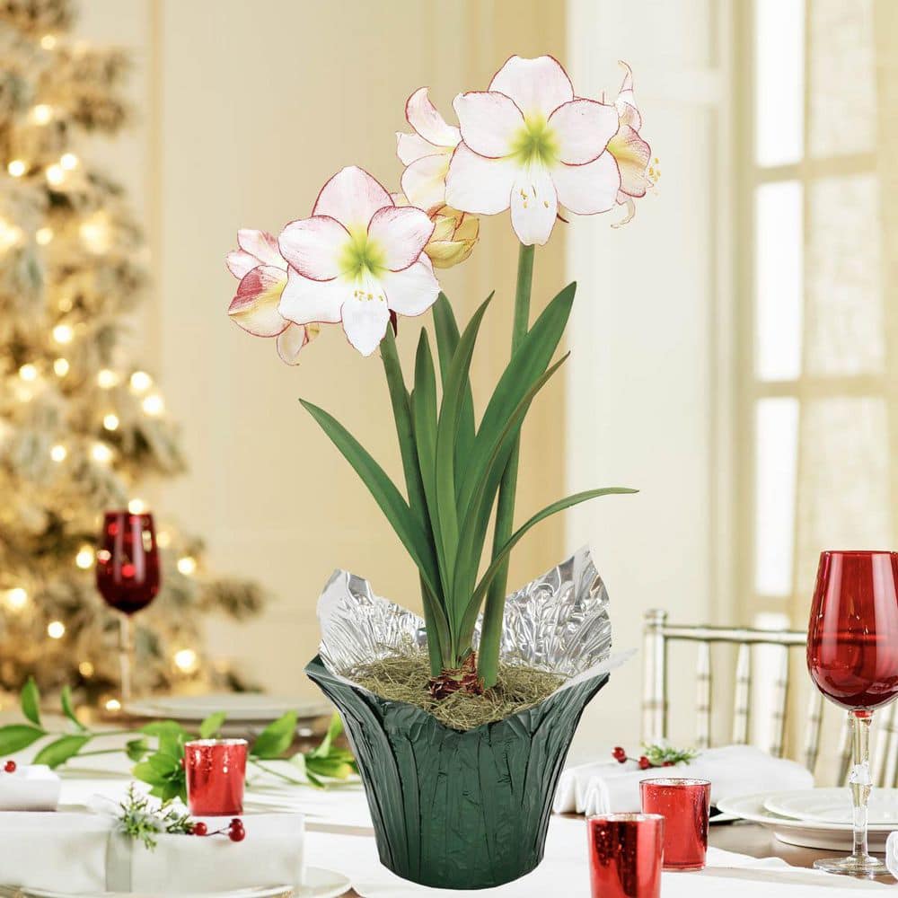 Gardens Alive! 6 in. Pot Picotee White and Pink Flowering Amaryllis