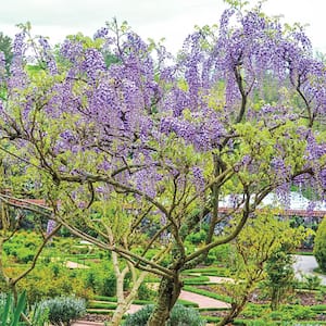 Blue Floweing Tree Form Wisteria Vine Potted Deciduous Plant, Grown in a 2.25 gal pot (1-Pack)