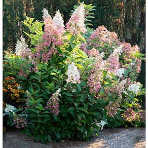 Jumbo Pint Candelabra Hardy Hydrangea (Paniculata) Live Shrub, Creamy White and Red Flowers