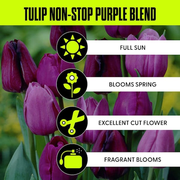 Purple Tulips Non-Stop Purple Blend Bulbs (25-Pack)