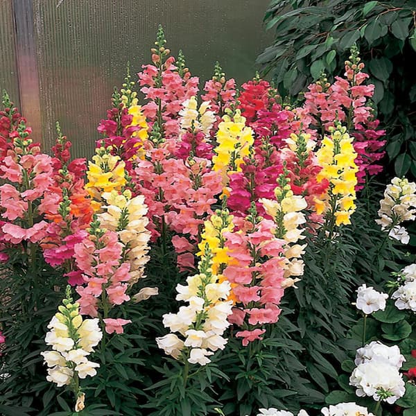 ALTMAN PLANTS 2.5 QT. Snapdragon Plant Mix with Assorted Flowers