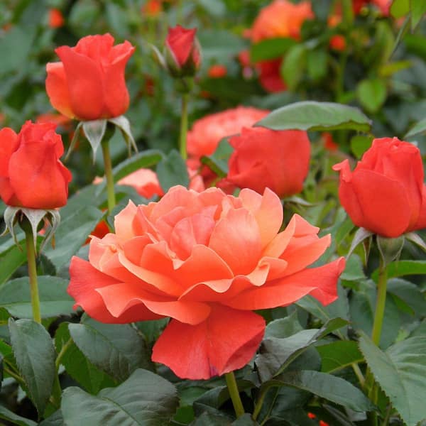 national PLANT NETWORK Bare Root Rose Tropicana with Orange