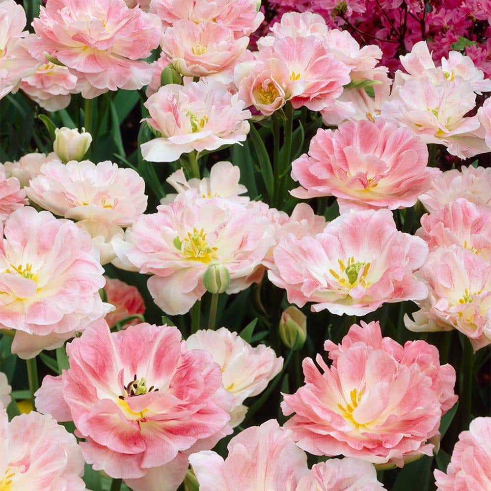 VAN ZYVERDEN Tulips Angelique Bulbs (25-Pack) 88010 - The Home Depot