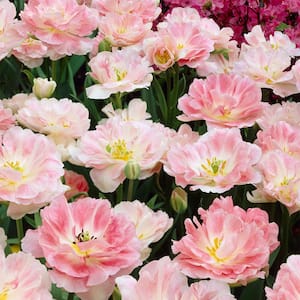 Tulips Angelique Bulbs (25-Pack)