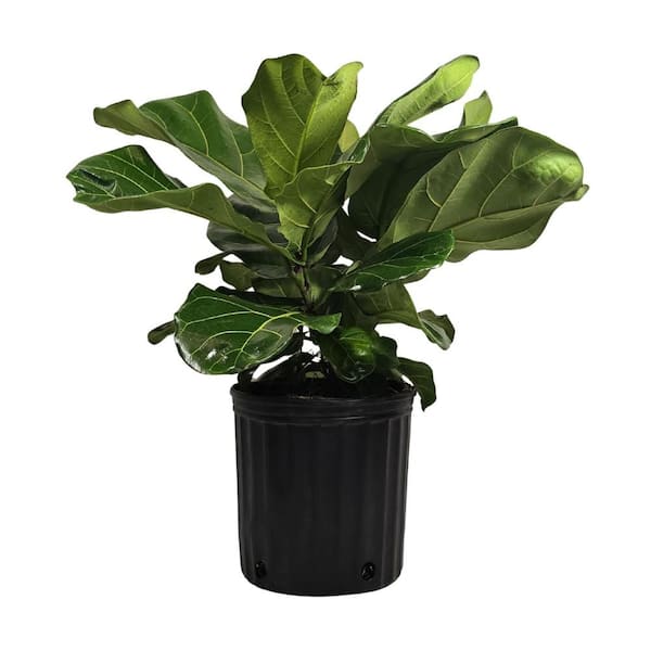 1.9 Gal. Ficus Lyrata Plant in 9.25 In. Grower's Pot