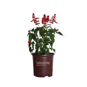 1.5 Gal. Saucy Red Salvia, Live Blooming Perennial Plant, Scarlet-Red Flower Spikes
