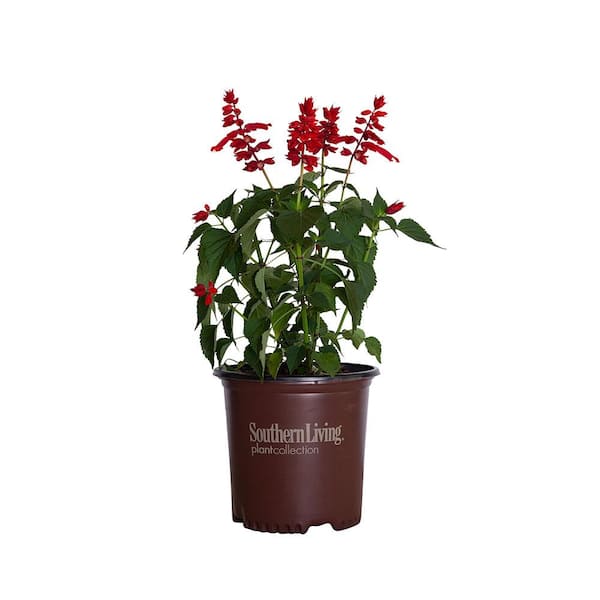 SOUTHERN LIVING 1.5 Gal. Saucy Red Salvia, Live Blooming Perennial Plant, Scarlet-Red Flower Spikes