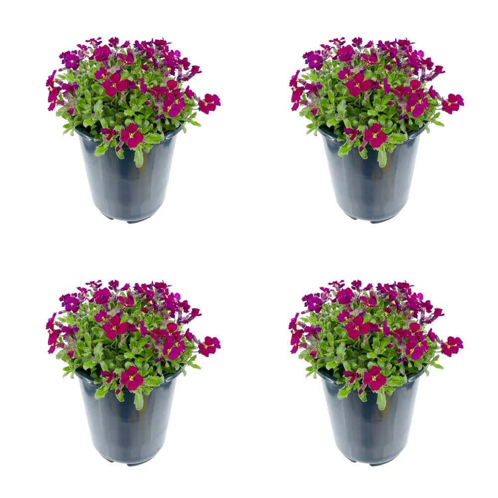 Perennial Aubrieta Burgundy 2.5 qt. (4-Pack)