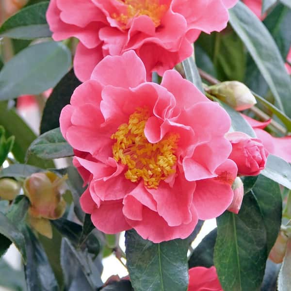 national PLANT NETWORK 1 Gal. Camellia Sasanqua October Magic